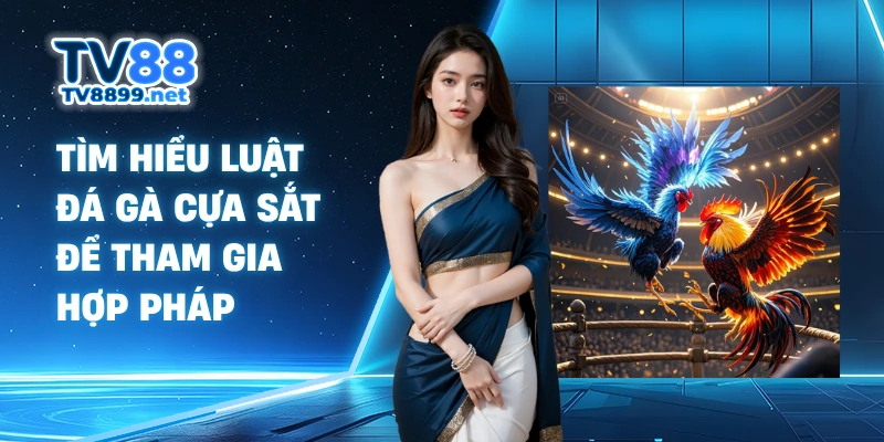 Tìm hiểu luật đá gà cựa sắt để tham gia hợp pháp