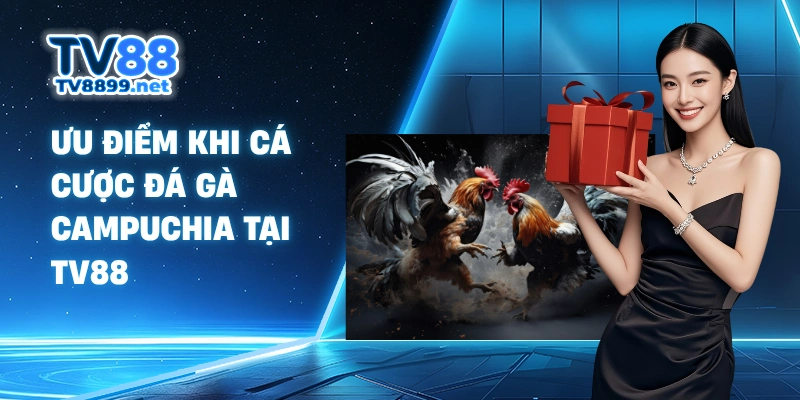 Ưu điểm khi cá cược đá gà Campuchia tại TV88